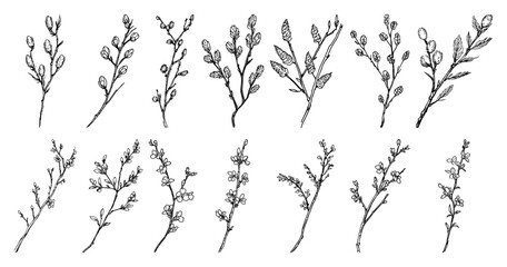 Set of spring willow and flowering branches sketch collection