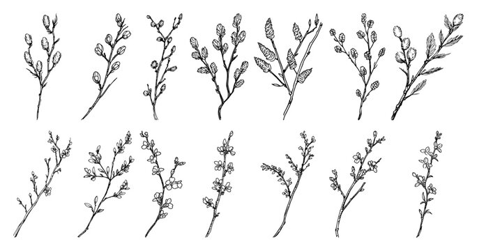 Set of spring willow and flowering branches sketch collection