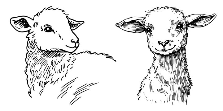 Two sheep heads sketches showing front and side view