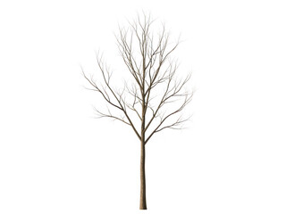 Obraz premium Bare Tree Silhouette Against White Background.