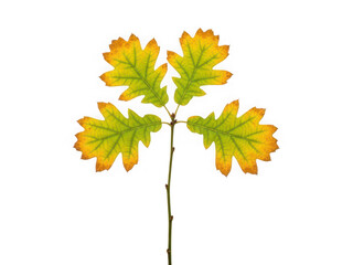 Autumn Oak Sapling Leaves with Yellow and Green Hues.
