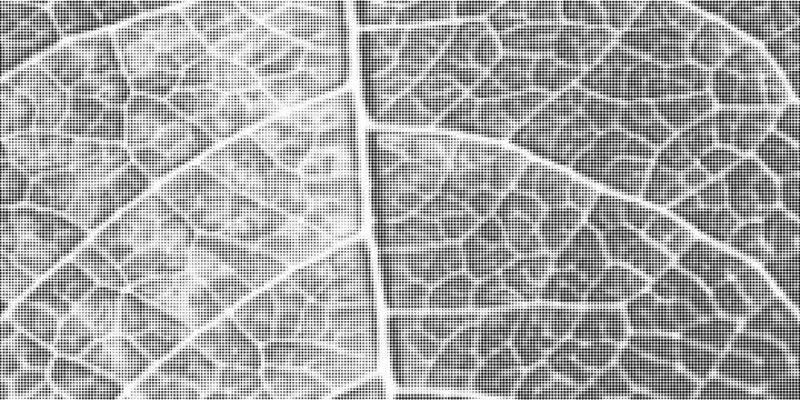 Green leaf vein texture abstract background with gritty stipple grain, close up organic plant cells, macro foliage veins, cracked skeleton imprint, natural surface design.