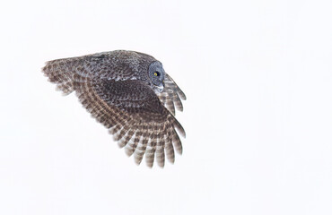 Obraz premium Great grey owl in flight against a white background on a snowy winter day in Canada