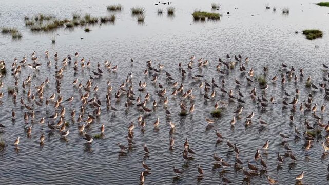 Large flock of sandpipers wading and foraging in shallow coastal marsh water.