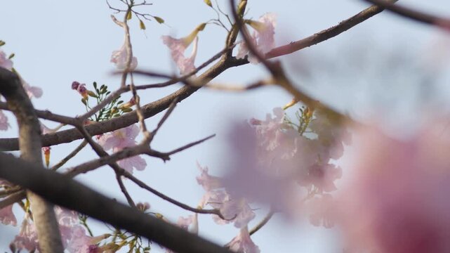 Delicate pink tabebuia trumpet flowers with ruffled petals and buds blooming on branch soft romantic spring blossom