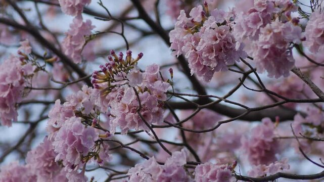 Delicate pink tabebuia trumpet flowers with ruffled petals and buds blooming on branch soft romantic spring blossom