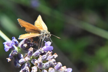 Insekt auf Flieder © Felisa