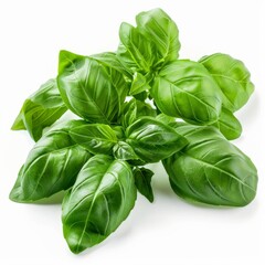 Fototapeta premium Vibrant green basil leaves, freshly picked and ready for culinary use, isolated on a clean white background