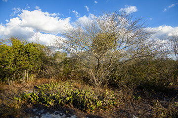 Obraz premium Leafless Caatinga Tree and Prickly Pear Cactus Under Blue Sky, Buíque, Pernambuco, Brazil on December 27, 2025