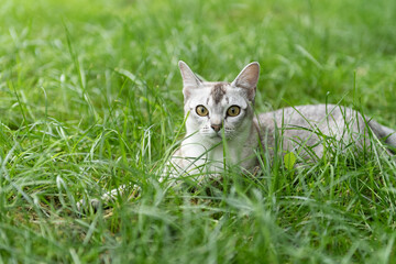 Burmesen Katze liegt im Gras