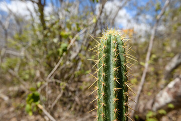 Obraz premium Close Up of Spiny Cactus in Caatinga Biome, Buíque, Pernambuco, Brazil on December27, 2025.