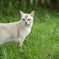 Burma Katze im Garten
