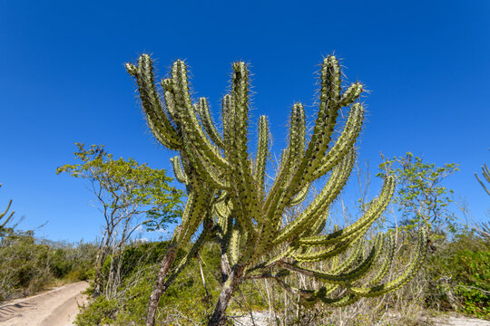 Cactus in Caatinga Landscape, Bu&iacute;que, Pernambuco, Brazil on December 27, 2025