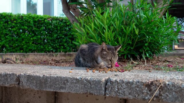gray tabby cat crouched on patch of ground near concrete curb, slowly eating dry food, while green bushes and plants could be seen behind him. wary cat strolling outside in the garden in the daylight