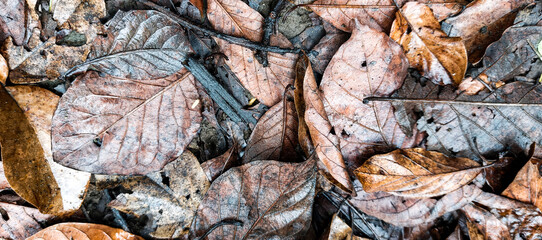 close up of dry leaves