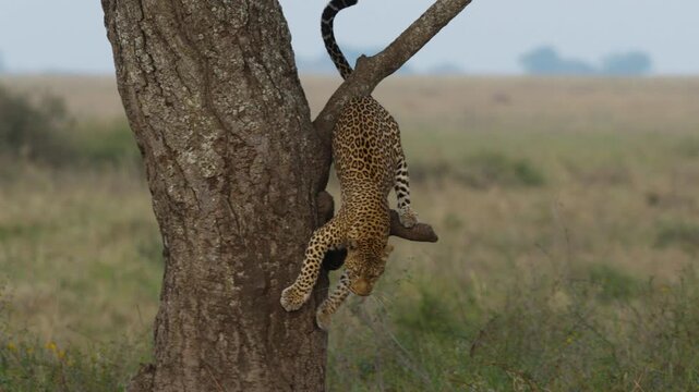 Beautiful leopard on a tree