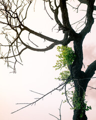 &Aacute;rvore queimada a rebentar flores verdes