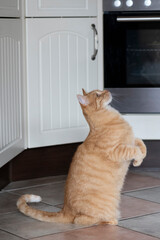 Rot getigerter Hauskater bettelt in der K&uuml;che