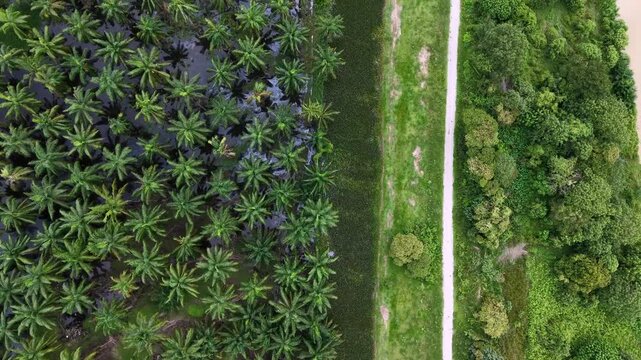 Aerial Oil Palm Plantation Lush Green Canopy Roadside