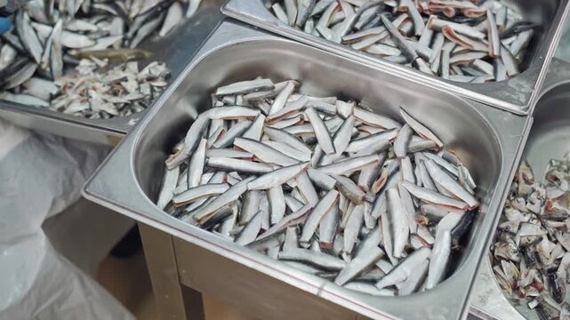 Fresh small fish in stainless steel tray for processing. Sprat processing 