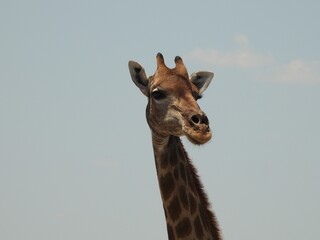 Obraz premium portrait of a giraffe