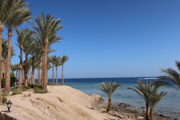 Fototapeta premium Red Sea shoreline with palms and sand, Egypt, Marsa Alam. 