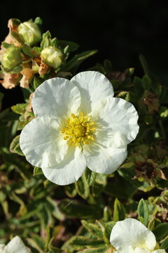 Single cream and white close up of shrubby cinquefoil flower (Potentilla fruticosa 'Tilford Cream') 