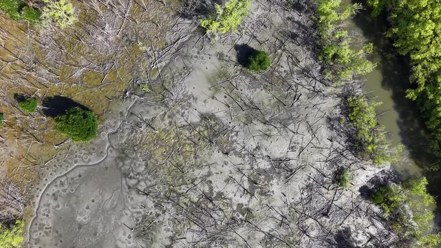 Drone aerial wetland mudflat with dead mangrove trees and channels