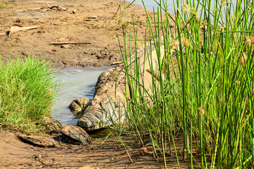 Nile crocodile resting on riverbank in African savannah wildlife safari