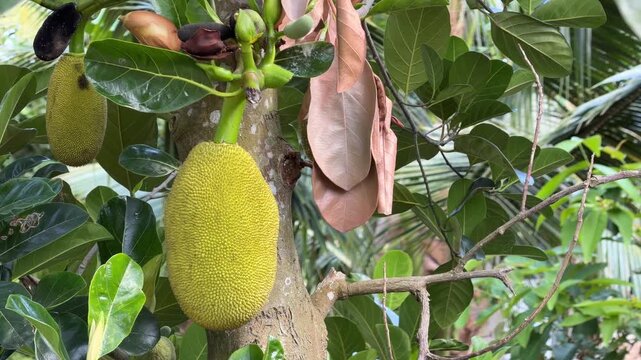 Several unripe jackfruit develop together among leaves with rows of fruit trees forming a structured tropical plantation background. Plantation farming.
