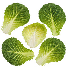Savoy cabbage leaves isolated on white background
