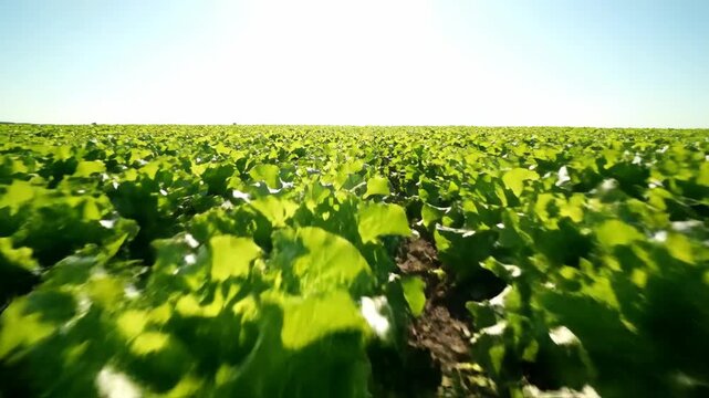 Fast tracking shot over green crops in a vast agricultural field. Low angle view of rows of plants under a clear blue sky. Industrial farming and agriculture concept