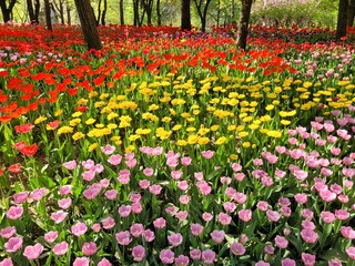 Colorful Tulips in Full Bloom at Seoul Forest Park Under the Spring Sun