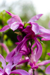 Kwiaty wiosenne © Kamila