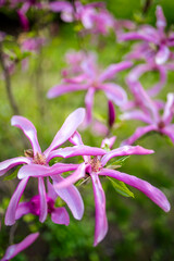 Kwiaty wiosenne © Kamila