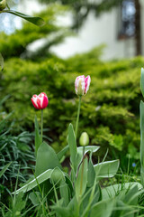 Kwiaty wiosenne © Kamila