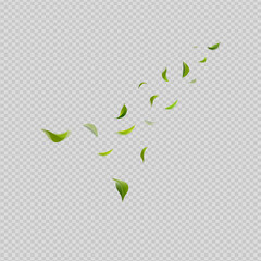 Naklejka premium Floating green leaves isolated on transparent background natural leaf vector illustration