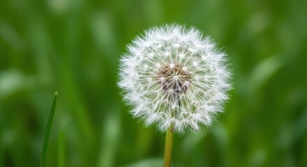Dandelion Seed Head in Green Field.
