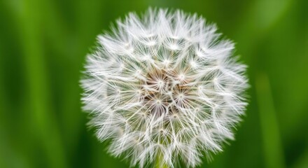 Dandelion Seed Head in Green Field.
