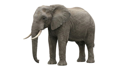 Fototapeta premium African elephant standing