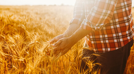 Farmer stands in a wheat field holding stalks of grain. The sun sets in the distance, casting a warm light over the golden crops. The scene shows the hard work of farming. © maxbelchenko