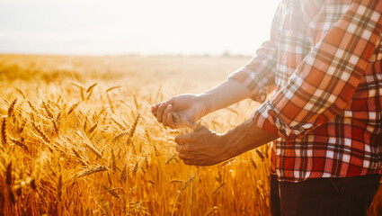 Farmer stands in a wheat field holding stalks of grain. The sun sets in the distance, casting a warm light over the golden crops. The scene shows the hard work of farming. © maxbelchenko