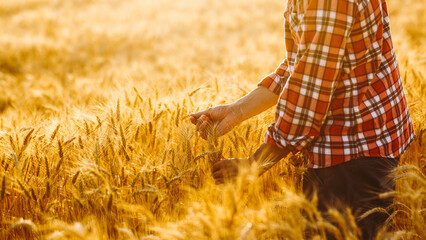 Farmer stands in a wheat field holding stalks of grain. The sun sets in the distance, casting a warm light over the golden crops. The scene shows the hard work of farming. © maxbelchenko