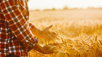 Farmer stands in a wheat field holding stalks of grain. The sun sets in the distance, casting a warm light over the golden crops. The scene shows the hard work of farming. © maxbelchenko