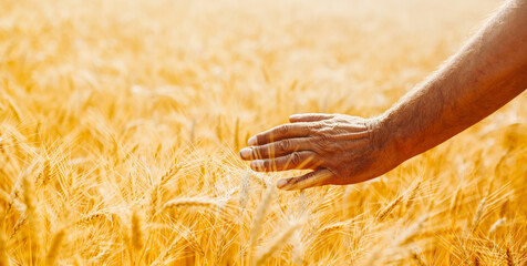 Farmer stands in a wheat field holding stalks of grain. The sun sets in the distance, casting a warm light over the golden crops. The scene shows the hard work of farming. © maxbelchenko