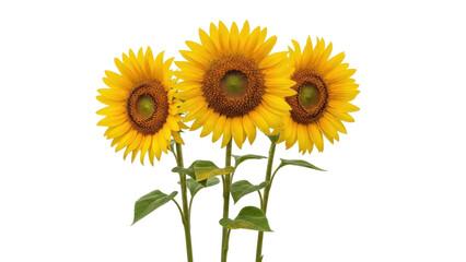 Obraz premium Isolated sunflower blossoms against a clean backdrop show delicate petals, brown centers