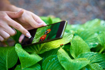 Young woman taking photo of ladybugs on a green leaf with smart phone