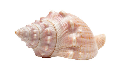 Fototapeta premium Isolated pink sea shell of Spiral Horn snail, mollusk animal, marine invertebrate ocean life
