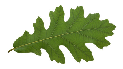 Fototapeta premium Isolated bright-green leaf of an oak tree, detailed venation and wavy edges, autumn forest