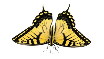Isolated eastern tiger swallowtail with open wings, vibrant yellow and black pattern © Miguel
